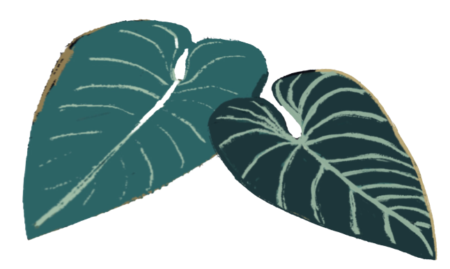 Illustrated jungle leaves